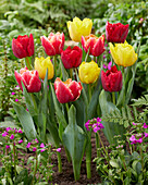 Tulipa Verona mix