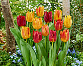 Tulpe (Tulipa) 'Shocking'