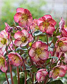 Nieswurz (Helleborus) 'Elemental'