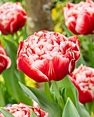 Tulipa Coventry