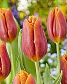 Tulpe (Tulipa) 'Bronze Copper'