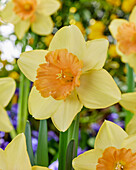 Narzisse (Narcissus) 'Tropical Blond'