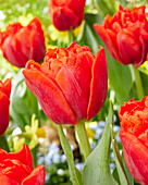 Tulpe (Tulipa) 'Rockabilly'