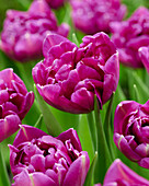 Tulpe (Tulipa) 'Showcase Unique'