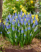 Traubenhyazinthe (Muscari) 'Emmy'