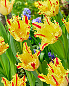 Tulpe (Tulipa) 'Phantom'