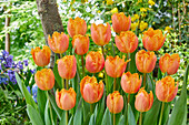 Tulpe (Tulipa) 'Ogene'