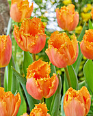 Tulpe (Tulipa) 'Ogene'
