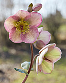 Helleborus Bayli's Blush, Baylis Blush