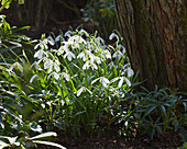 Gefaltetes Schneeglöckchen (Galanthus plicatus)