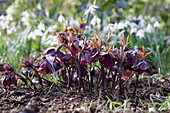 Helleborus orientalis (Orientalische Nieswurz)