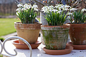 Kleines Schneeglöckchen (Galanthus nivalis) 'Flore Pleno'
