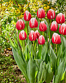 Tulpe (Tulipa) 'One Love'