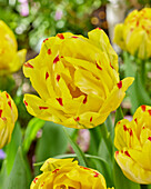 Tulpe (Tulipa) 'Yellow Danceline'