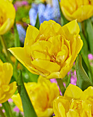 Tulpe (Tulipa) 'Secret Perfume'