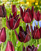 Tulpe (Tulipa) 'Hot Chocolate'