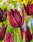 Tulpe (Tulipa) 'Hot Chocolate'