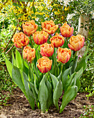 Tulipa Guus Meeuwis