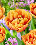 Tulpe (Tulipa) 'Guus Meeuwis'