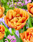 Tulipa Guus Meeuwis