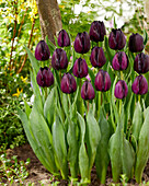 Tulpe (Tulipa) 'Nightmare'