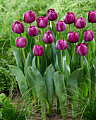 Tulipa 486-589-05-2201