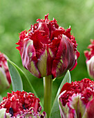 Tulpe (Tulipa) '486-453-05-1133'