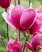 Magnolie (Magnolia) 'Romuald'