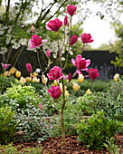 Magnolie (Magnolia) 'Emperor'