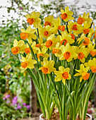 Narzisse (Narcissus) 'Maria Geertruida'