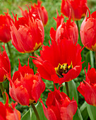 Tulipa Robbedoes