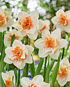 Narcissus Sweet Paradise