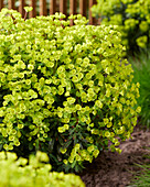 Busch-Wolfsmilch (Euphorbia x martinii) 'Ascot Petite'