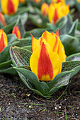 Tulipa Bonbini