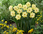 Narzisse (Narcissus) 'Mr. Vain'