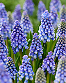 Traubenhyazinthe (Muscari) 'Bling Bling'