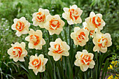 Narcissus Romantic Paradise