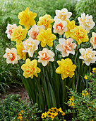 Narzisse (Narcissus) 'Paradise', Mischung