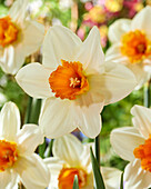 Narzisse (Narcissus) 'Flower Record'