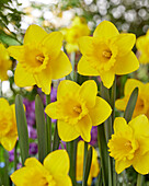 Narcissus Kerensa