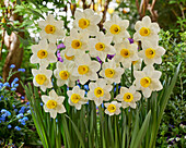 Narzisse (Narcissus) 'Jack Sparrow'