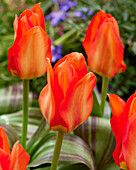 Tulpe (Tulipa) 'Park Dreamway'