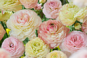 Ranunkel Romance (Ranunculus), gemischt in Pastelltönen