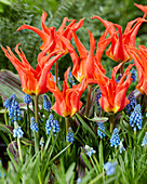 Tulpe (Tulipa) 'Rigas Barikades, Armenische Traubenhyazinthe (Muscari armeniacum)