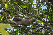 Brown-throated sloth