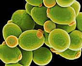 Candida yeast cells