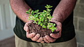 Man holding oregano seedlings