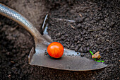Tomato on a trowel