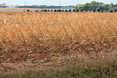 Crops damaged by a derecho wind storm