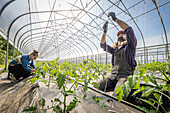 Farmers setting up trellis lines and pruning tomatoes